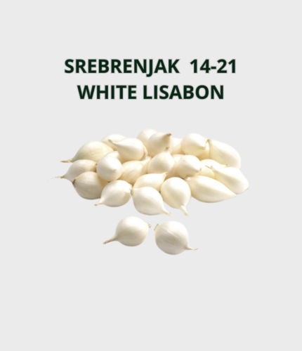 SJEME LUKA 14-21 SREBRENJAK - WHITE LISABON 1kg