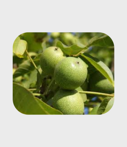 KALEMLJENI ORAH FERNOR (Kontejner-2godine)